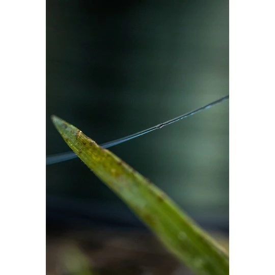 FOX EOS Carp Mono - Afbeelding 6