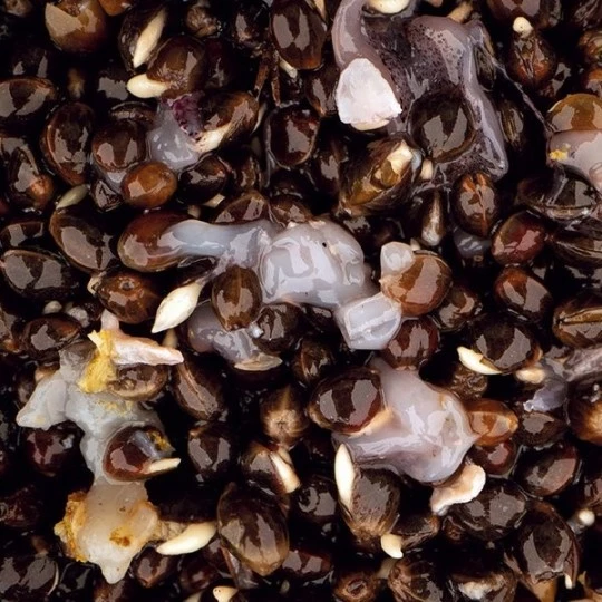 Nash Tackle NASH Scopex Squid Hemp - Afbeelding 2