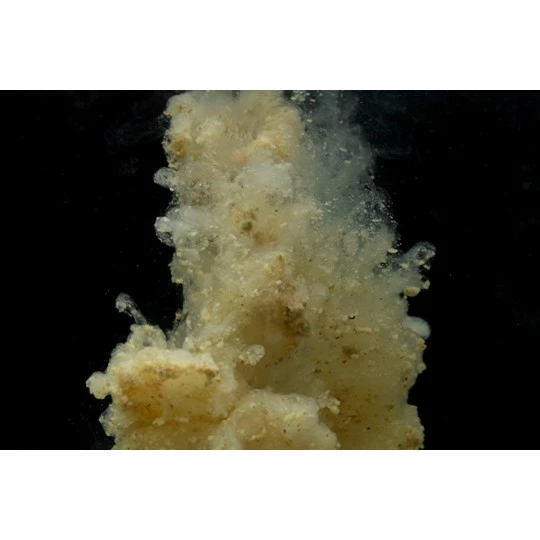 STICKY BAITS Manilla Active Mix - Afbeelding 3